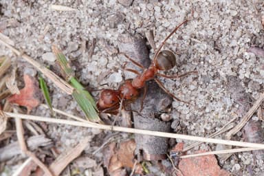 Formica truncorum photo 47