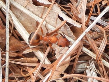 Formica truncorum photo 49