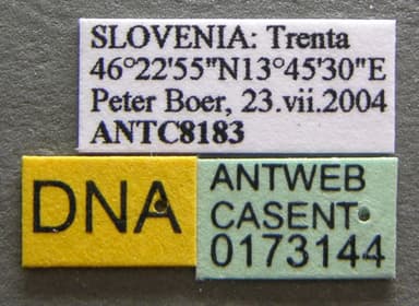 Formica truncorum photo 6