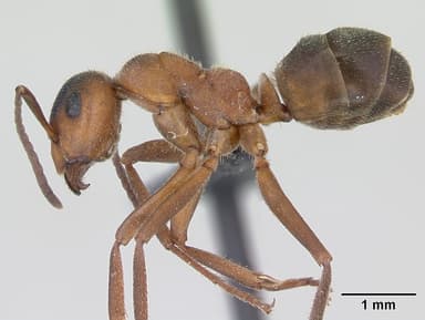Formica truncorum — queen photo 7