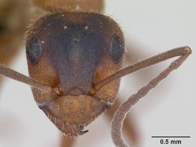 Formica truncorum — queen photo 8
