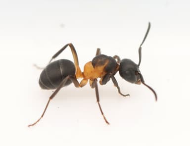 Formica uralensis — colony photo 2