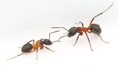 Formica uralensis — colony photo 4