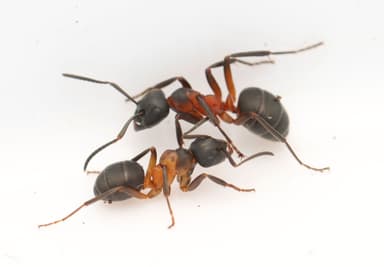Formica uralensis — colony photo 5
