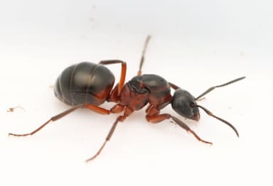 Formica uralensis — colony photo 6