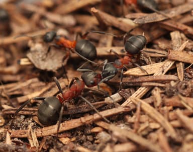 Formica uralensis photo 7