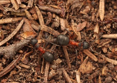Formica uralensis photo 8