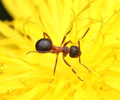 Formica uralensis photo 9