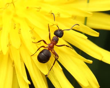 Formica uralensis photo 10