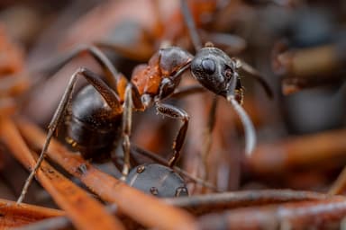 Formica uralensis photo 11