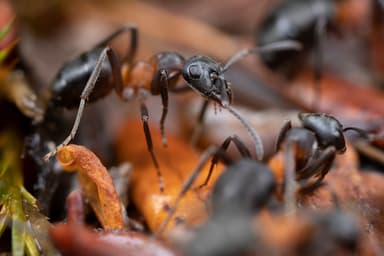 Formica uralensis photo 12