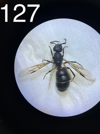 Formica uralensis photo 13