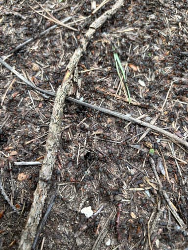 Formica uralensis photo 14
