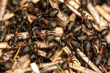 Formica uralensis photo 15