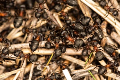 Formica uralensis photo 16