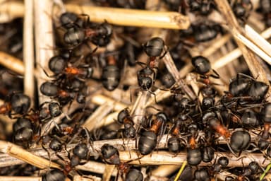 Formica uralensis photo 17