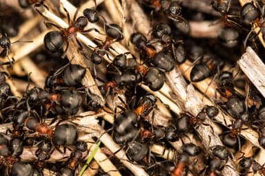 Formica uralensis photo 18