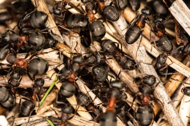 Formica uralensis photo 19