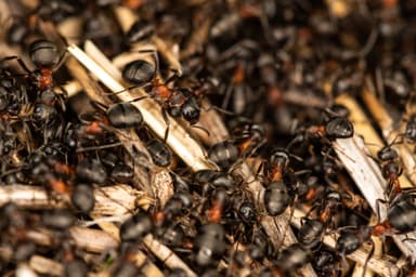 Formica uralensis photo 20