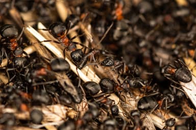 Formica uralensis photo 21