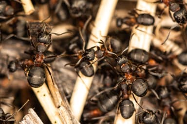 Formica uralensis photo 23