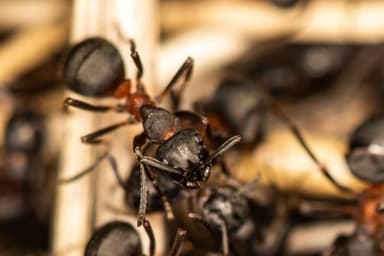 Formica uralensis photo 24