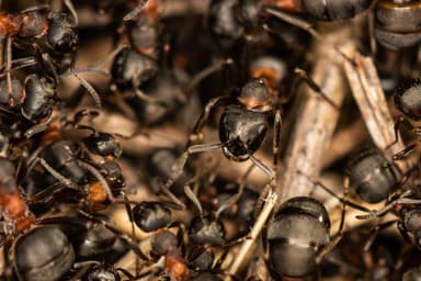 Formica uralensis photo 25