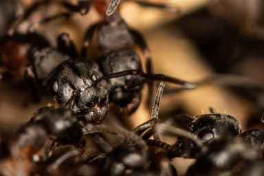 Formica uralensis photo 26