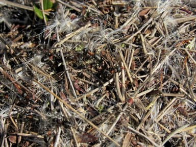 Formica uralensis photo 27