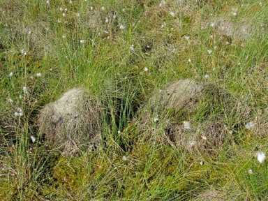 Formica uralensis photo 28