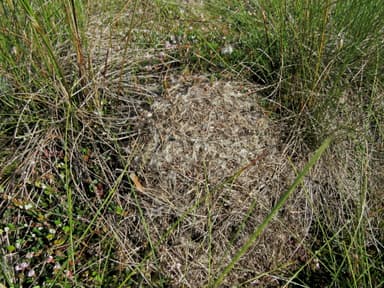 Formica uralensis photo 29