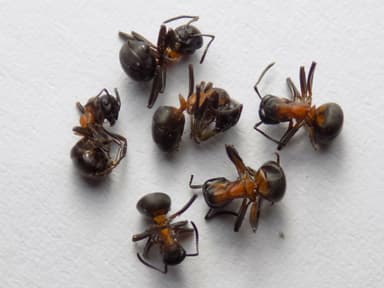 Formica uralensis photo 33