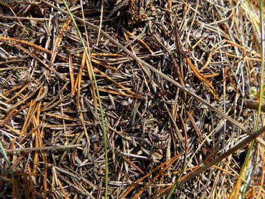 Formica uralensis photo 36