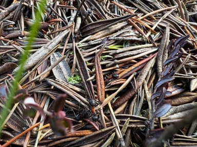 Formica uralensis photo 41