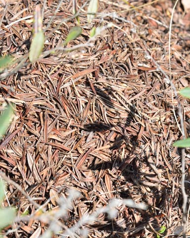 Formica uralensis photo 45