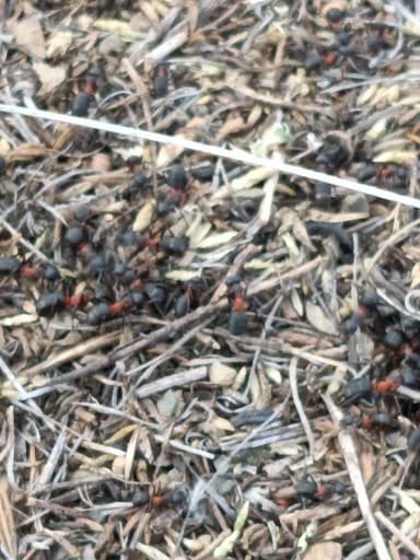 Formica uralensis photo 49