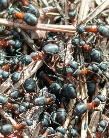 Formica uralensis photo 52