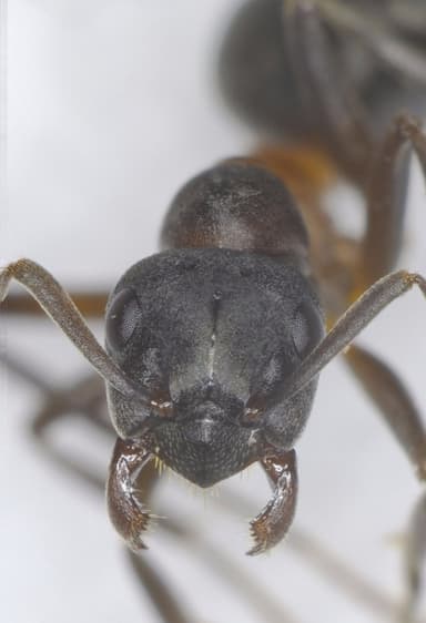 Formica uralensis photo 53