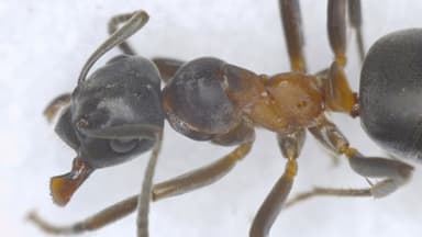 Formica uralensis photo 54