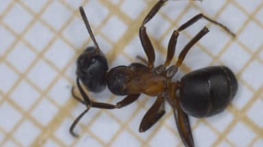 Formica uralensis photo 55