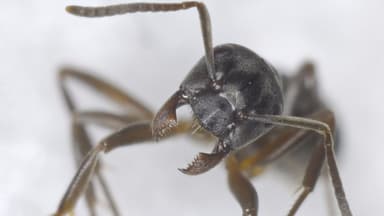 Formica uralensis photo 56
