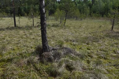 Formica uralensis photo 58