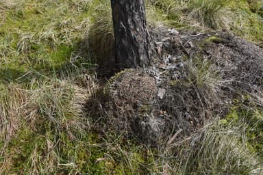 Formica uralensis photo 59