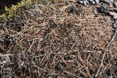 Formica uralensis photo 60