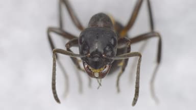 Formica uralensis photo 61