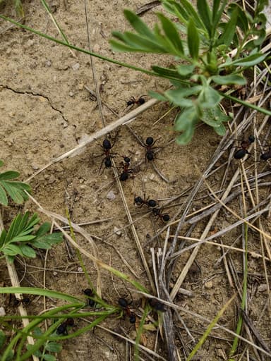 Formica uralensis photo 64