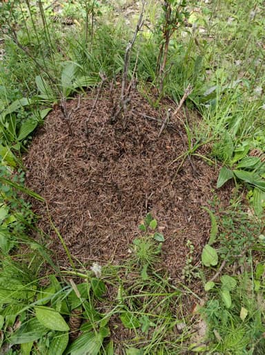 Formica uralensis photo 68