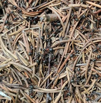 Formica uralensis photo 71
