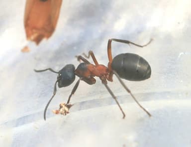 Formica uralensis photo 72