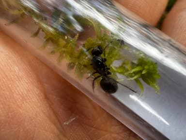 Formica uralensis photo 75